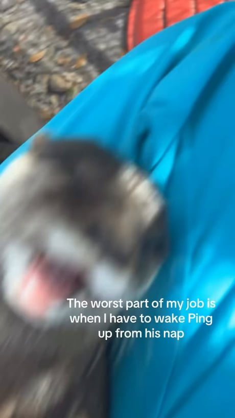 Waking up this sleepy otter is the hardest part of the job