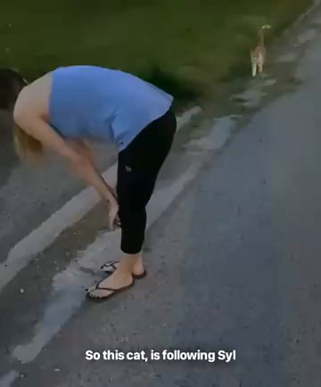 When life gives you cat