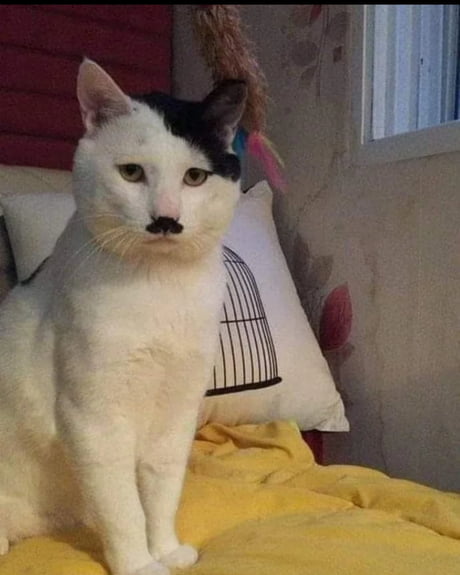 Best Funny kitler Memes - 9GAG