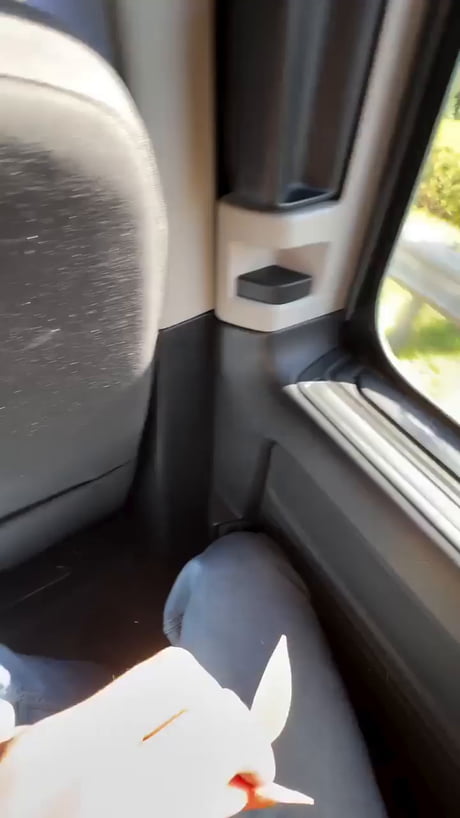 The reason you think cyclists are annoying is because you don't feed them enough. They're actually quite nice if fed properly