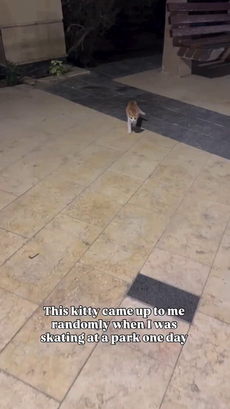 Cats distribution system at its finest