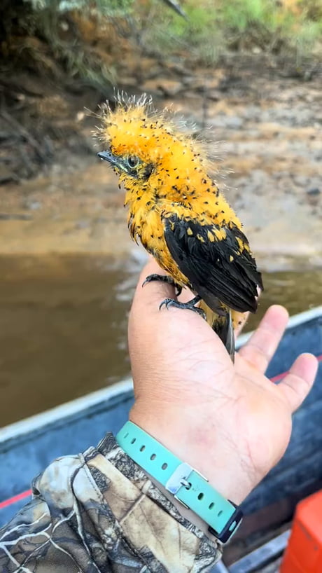 Grey aulia, (South America)