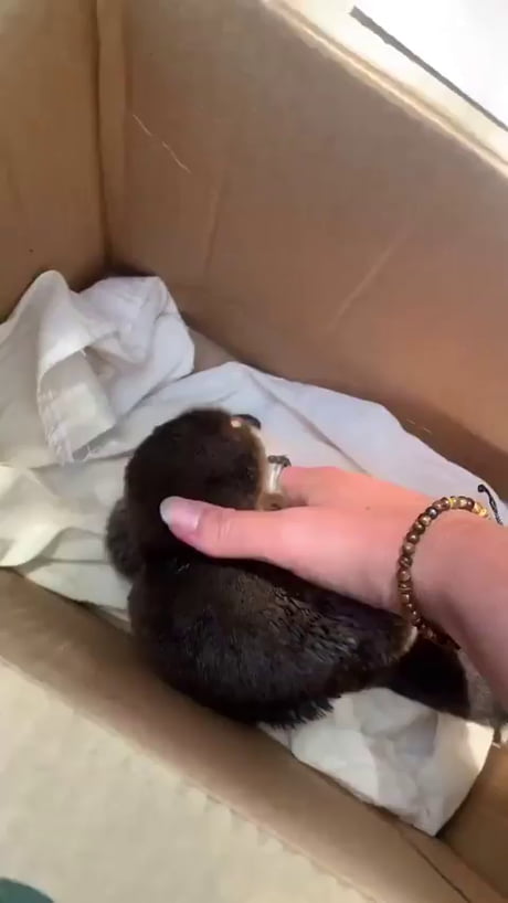 Platypus - baby platypus are called puggles.