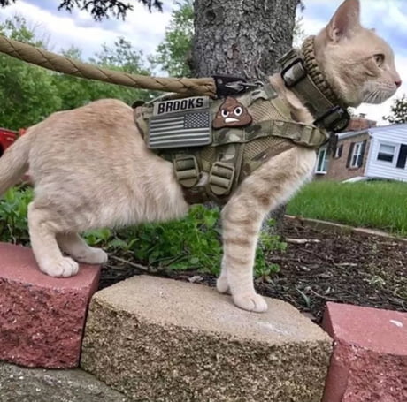 cat molle vest