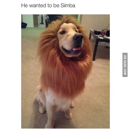 puppy watching lion king