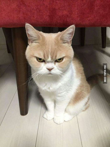 Angry cat of judgment. - 9GAG