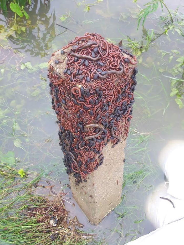 Bugs escaping a flood.