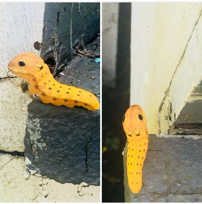 The spicebush swallow-tail caterpillar.