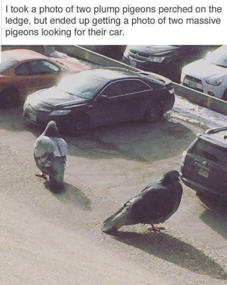 Plump bois looking for their car