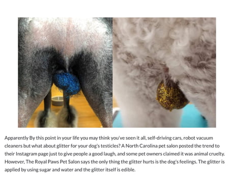 Glitter balls 2025 dog grooming