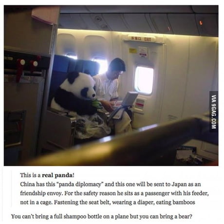 Flying Pandas 9gag