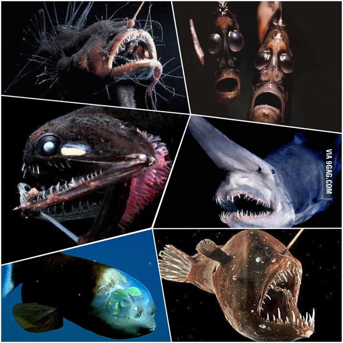 These fish really exist in the Mariana Trench! (max depth 11 km's) 9GAG