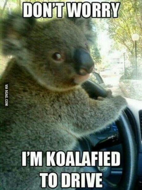 do you have the koalafications meme