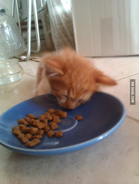 She Fell Asleep While Eating 9gag