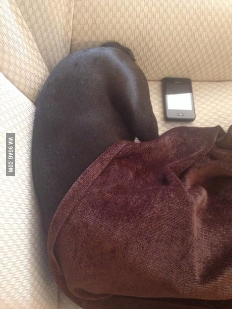 Black men ass pics For A Moment I Thought It Was A Black Man Sleeping But Then It Turned Out To Be A Dog S Ass 9gag