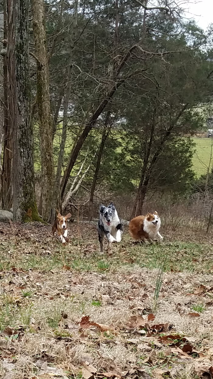 The pack ๐๐ถ
