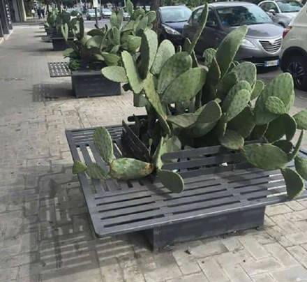 Among all the plants, they choose cactus.
