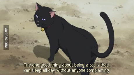 Don't @ Me: Another Ten of My Anime Opinions where about a third are just  me gushing about Black Cat – Shallow Dives in Anime