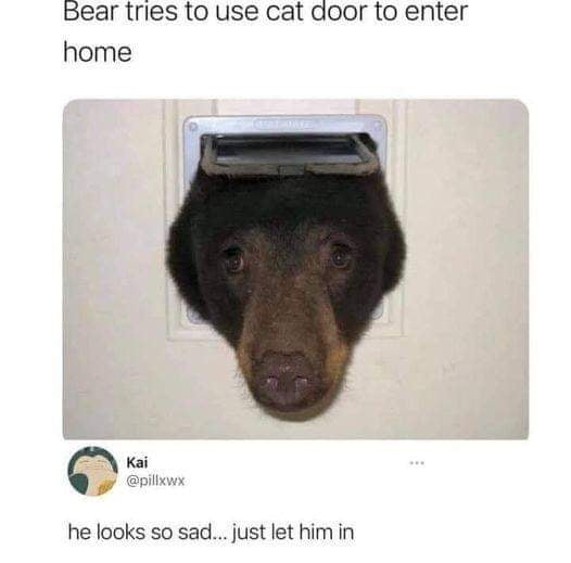 Peek a Bear !