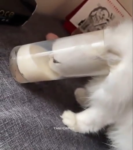 drinking cat milk