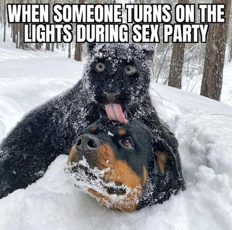 Best 30 So Much Cocaine Fun On 9gag