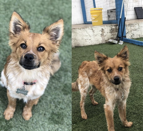 Cattle dog pomeranian sales mix