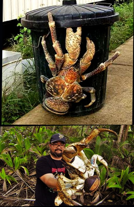 Are coconut crabs edible