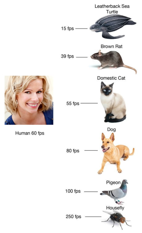 Picture Perception in Animals 