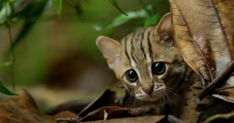 The Rusty-Spotted Cat, one of the smallest cat species in the world, found  in India and Sri Lanka - 9GAG