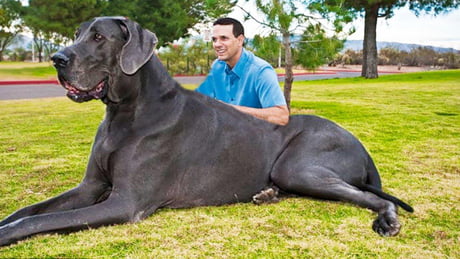largest dog in the world zeus