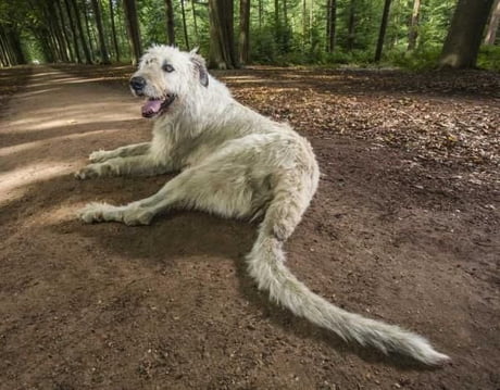 which dog has longest tail