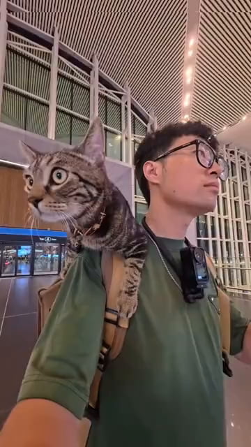 Traveling with a cat