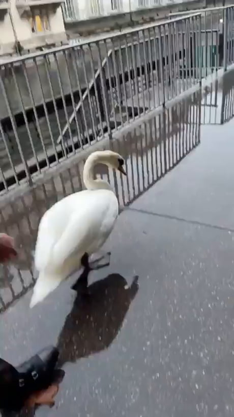 Guiding a swan home