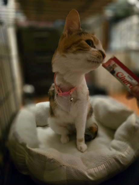 amazon scratching post for cats Play Series Cat Furniture | Climber main image 1
