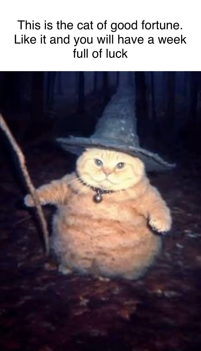 Do the cat
