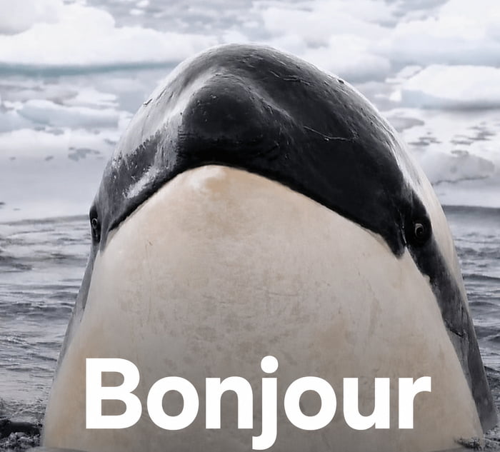 Accept this bonjour and you will be one lucky buoy