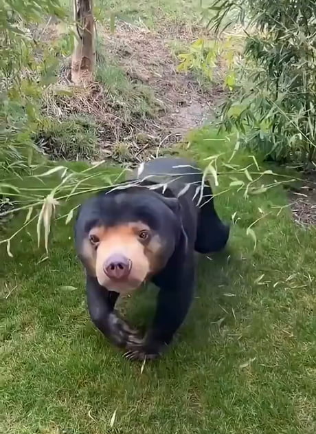 It does look like a man in a bad bear costume...
