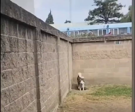 Two dogs digging a hole got busted by the owner