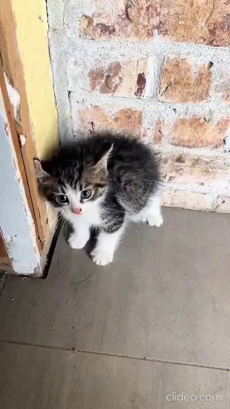 Kitten finds out that human is friend
