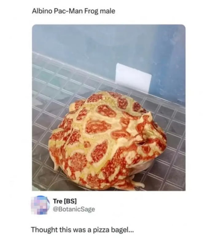 It Is Wednesday, My Dudes