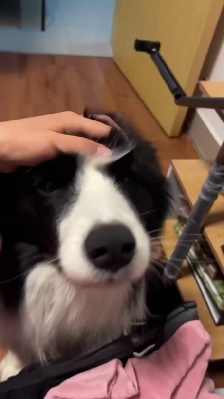 She figured out the cheat code for infinite pets