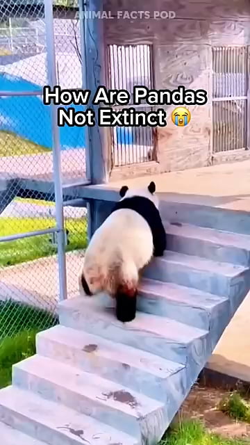 Pandas are 9gaggers of animal kingdom