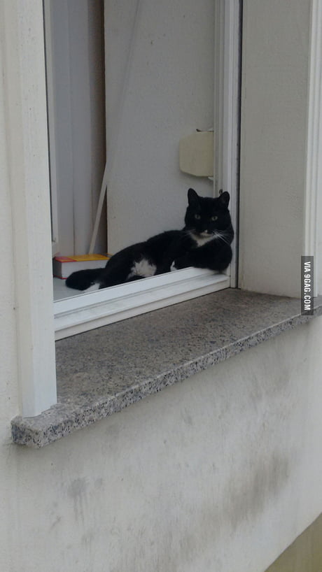 Saw This Cat On My Way Home Such Chill So Wow 9gag