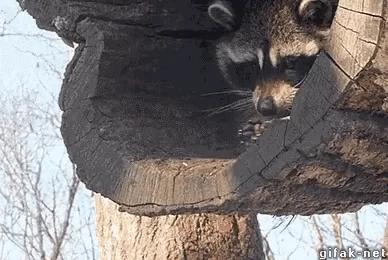 Raccoon 9gag Gif You're Stuck With Me, Forever 😈 👕