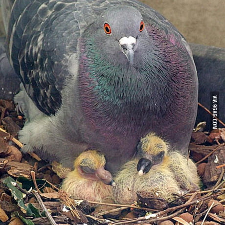 To The Guy Who Said They Have Never Seen A Baby Pigeon This Is What They Look Like 9gag