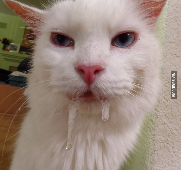 My cat was prescribed children's Benadryl 9GAG