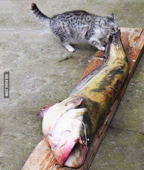 Cats Like Fish They Really Do 9gag