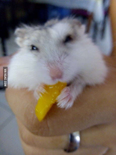 Can hamster eat mango hotsell