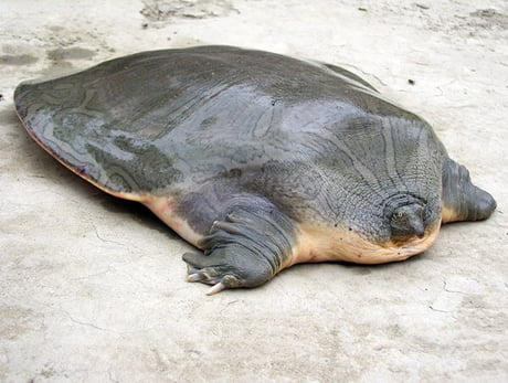 Turtle Without Shell Picture