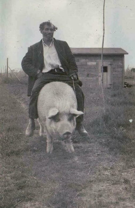 In the early 1900s, getting drunk and riding a pig was considered one of  the most extreme sports known to man. - 9GAG